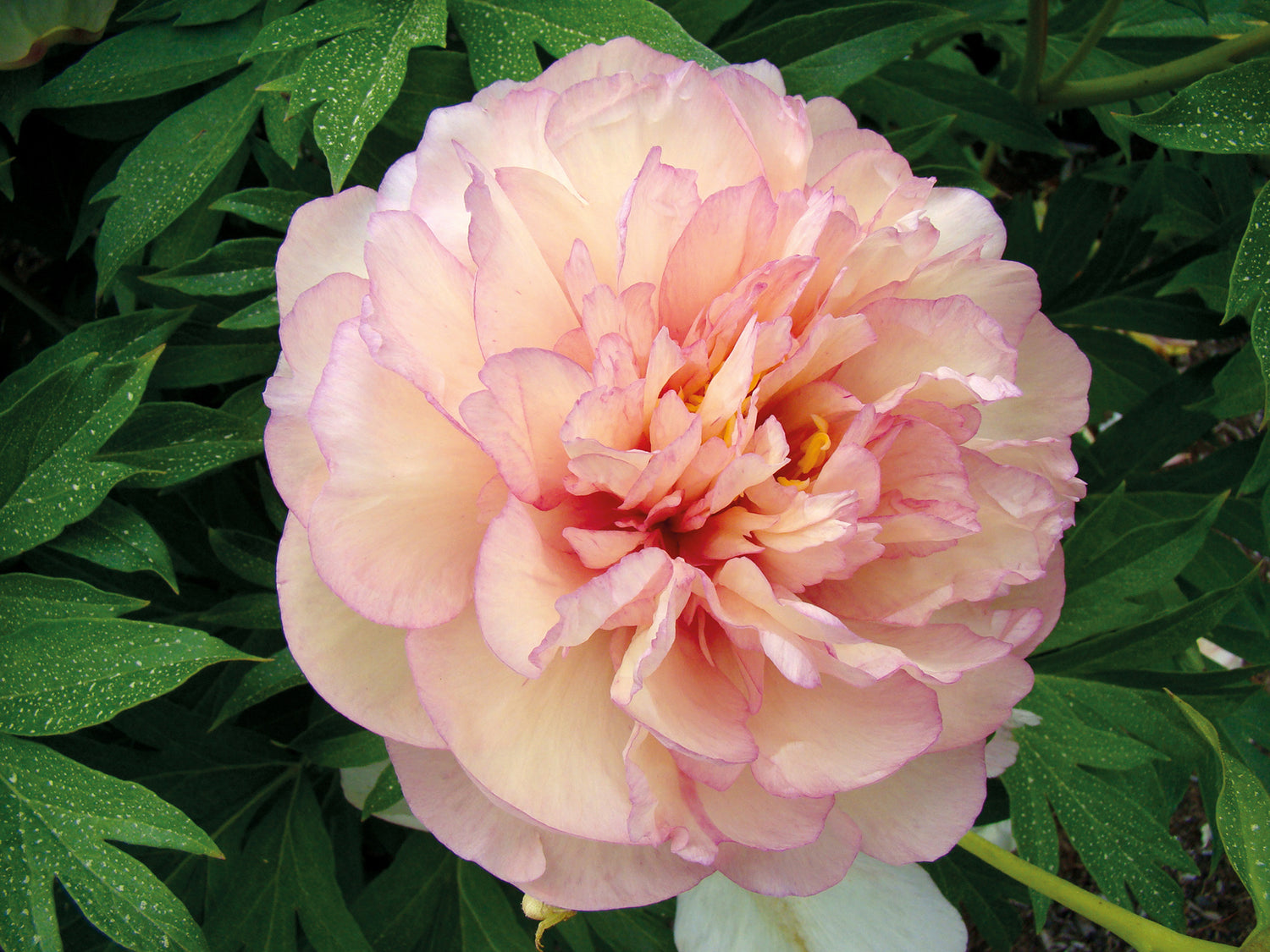 Peony Itoh 'Scrumdidileumptious'