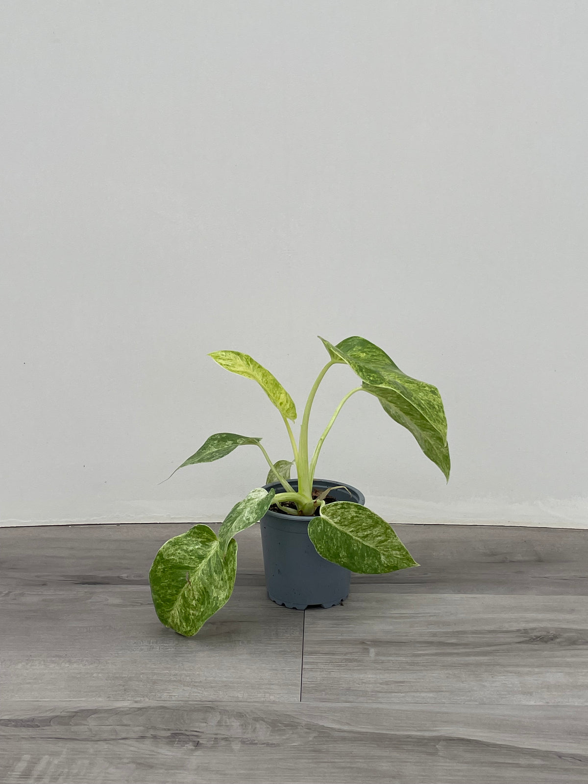 Philodendron 'Giganteum Blizzard'