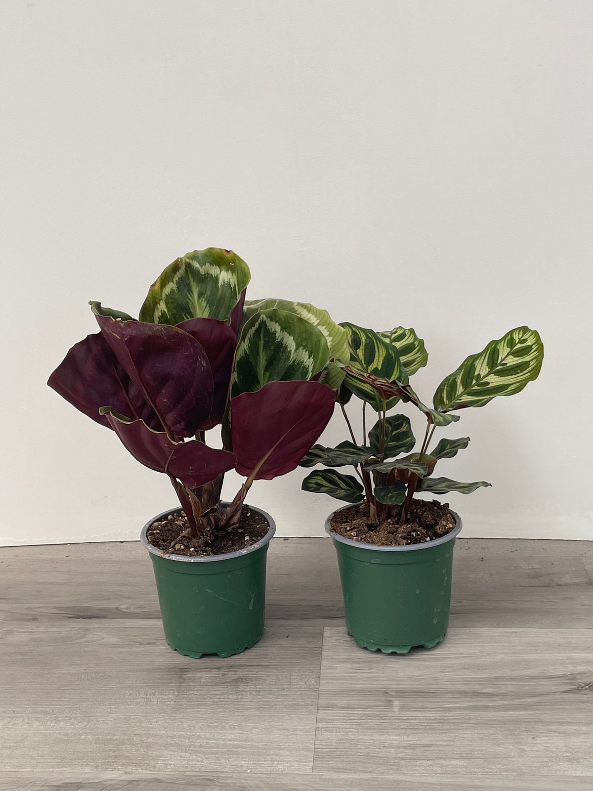 Calathea - Assorted