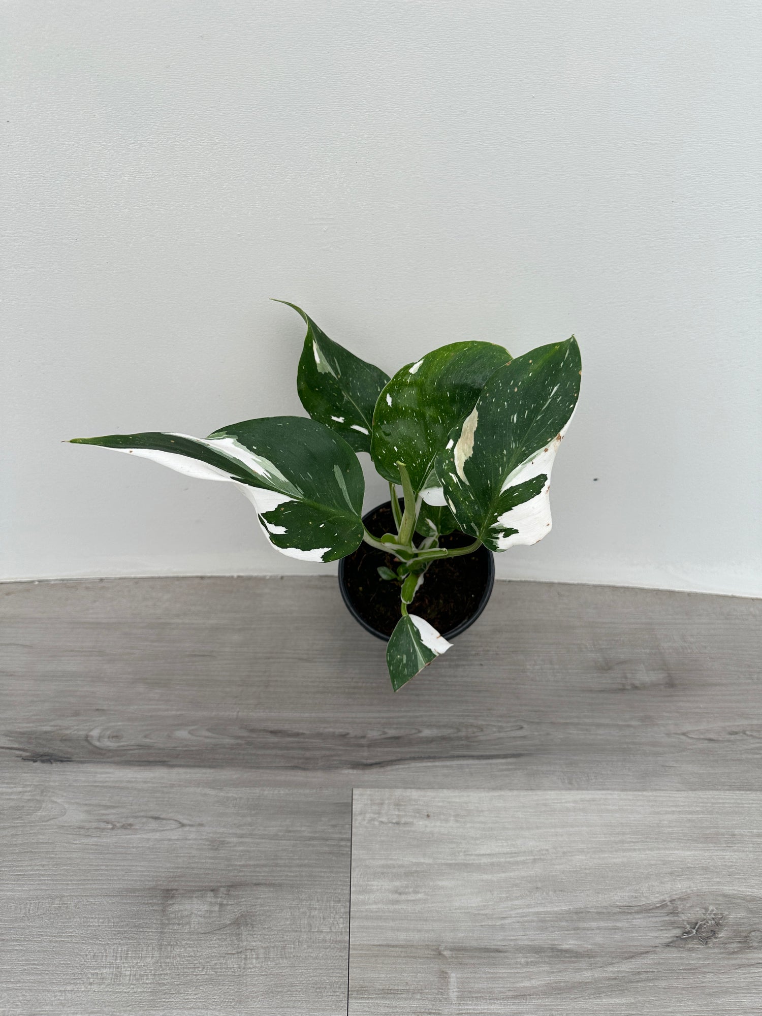 Philodendron White Princess