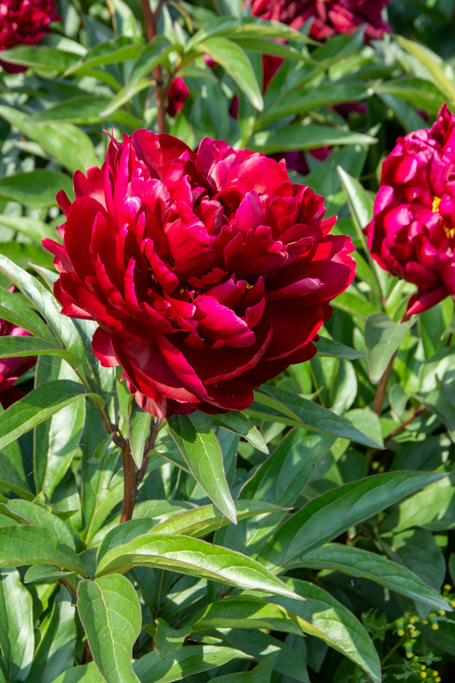 Peony 'Peter Brand'
