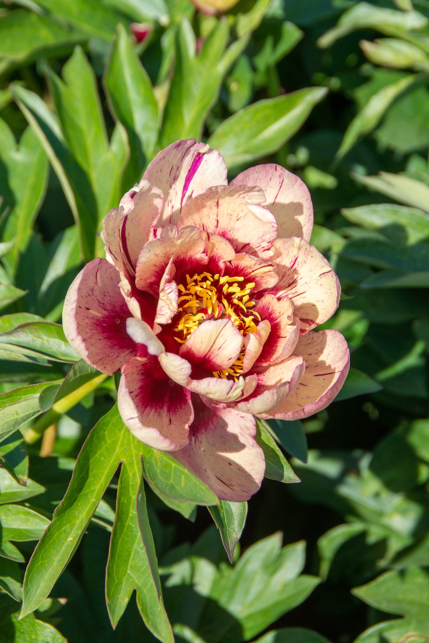 Peony Itoh 'All That Jazz'