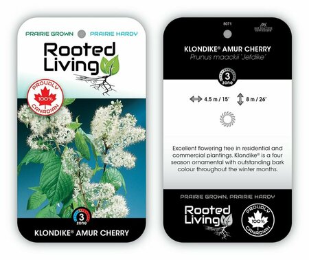 Amur Cherry 'Klondike'