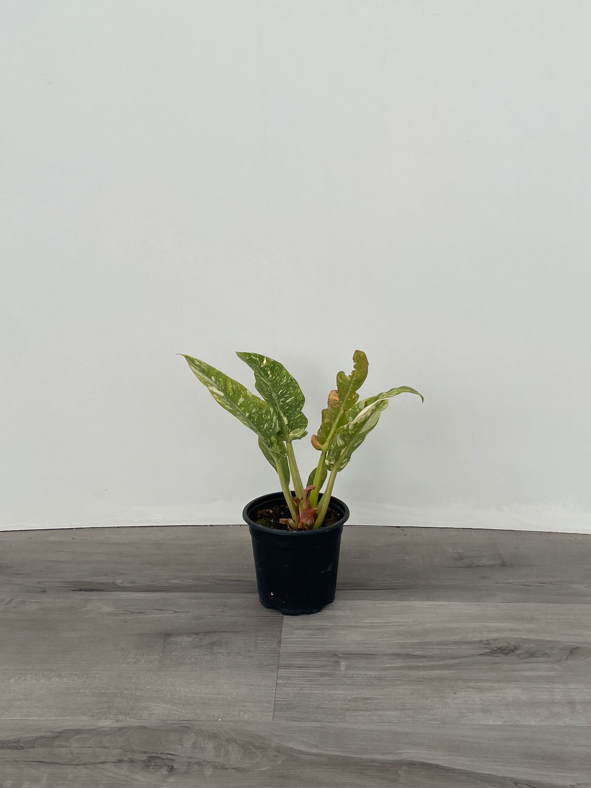 Ring of Fire var. Philodendron