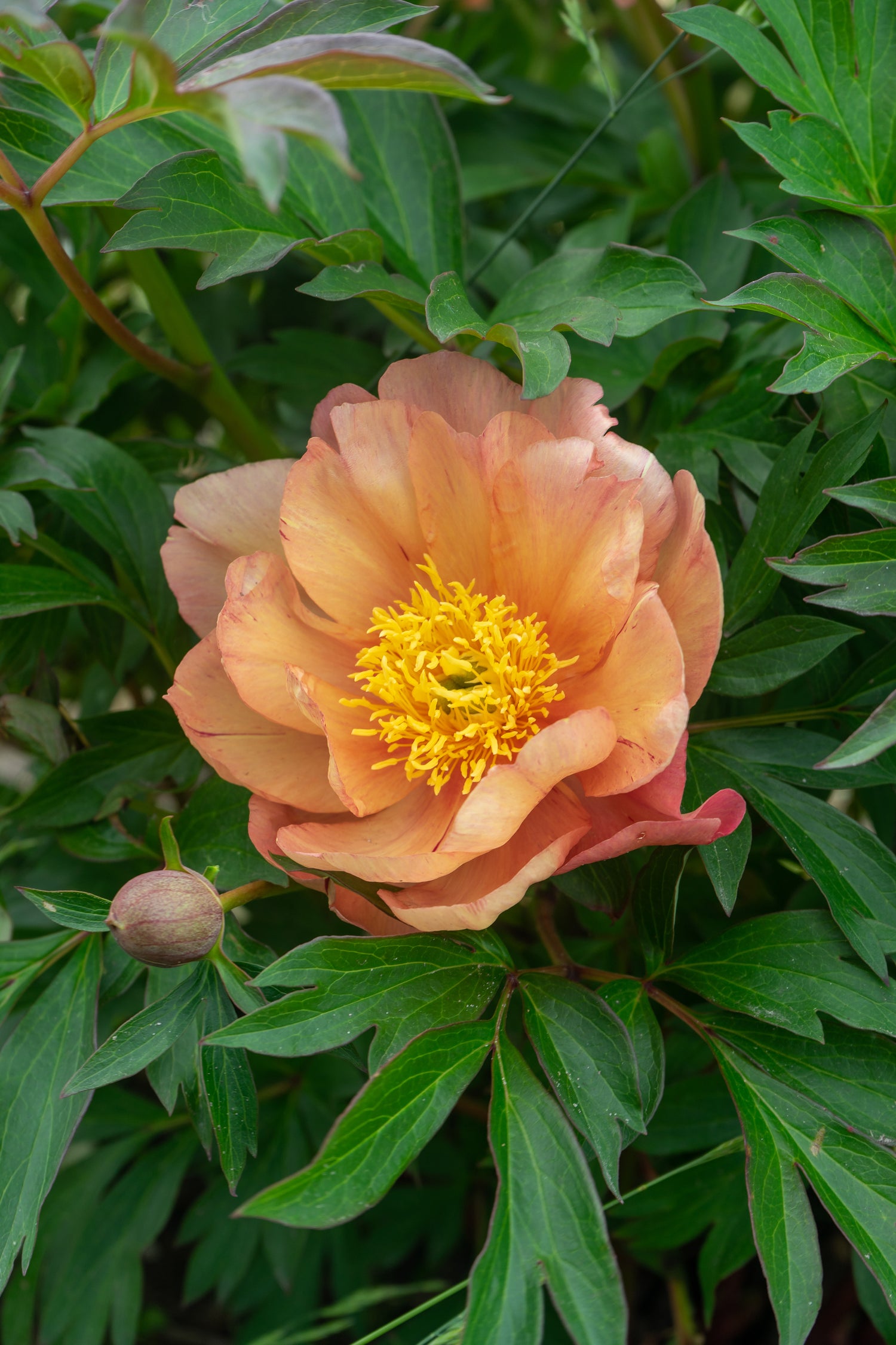 Peony Itoh 'Singing in the Rain'