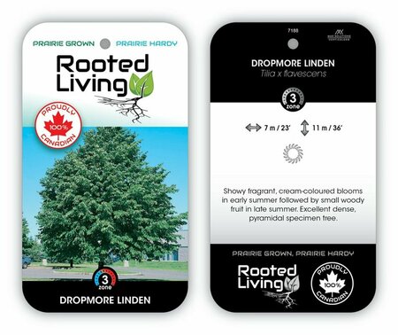 Linden 'Dropmore'
