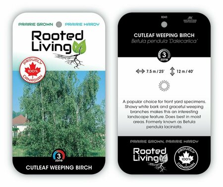 Birch 'Cutleaf Weeping'