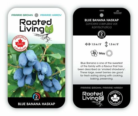 Haskap 'Blue Banana'