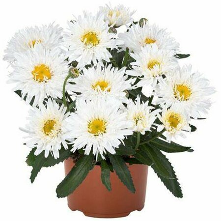 Leucanthemum Shasta Daisy 'Rebecca'