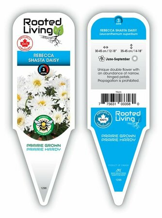 Leucanthemum Shasta Daisy 'Rebecca'