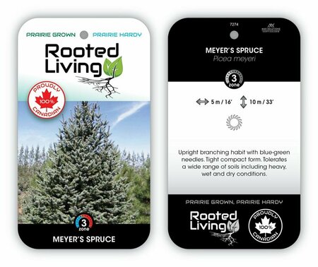 Spruce 'Meyer's'