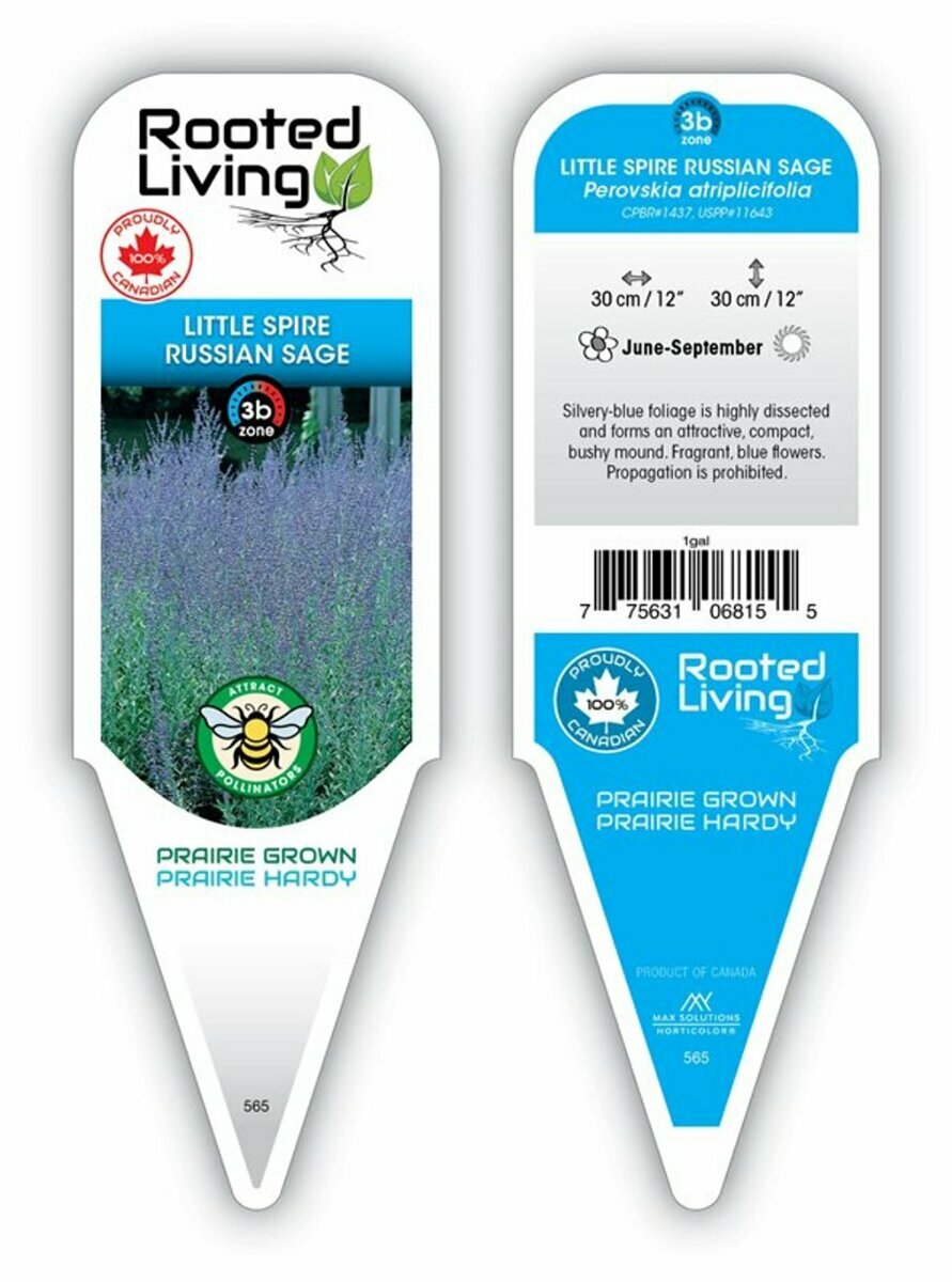 Perovskia Russian Sage 'Little Spire'