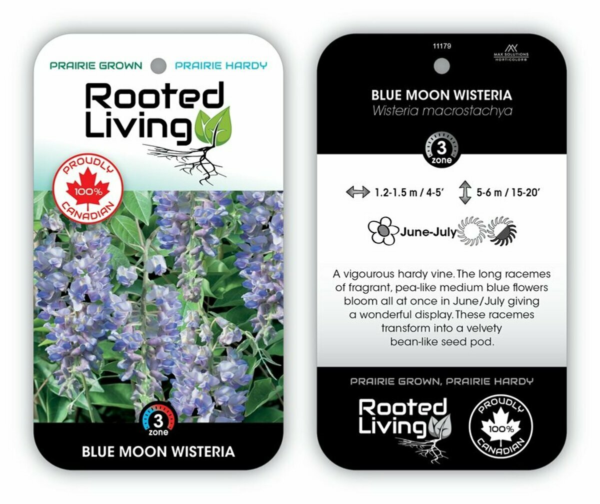 Wisteria 'Blue Moon'