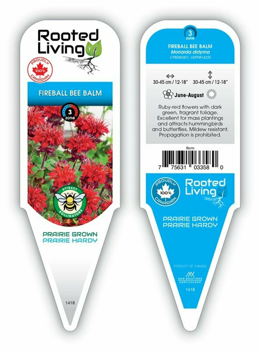 Monarda Bee Balm 'Fireball'