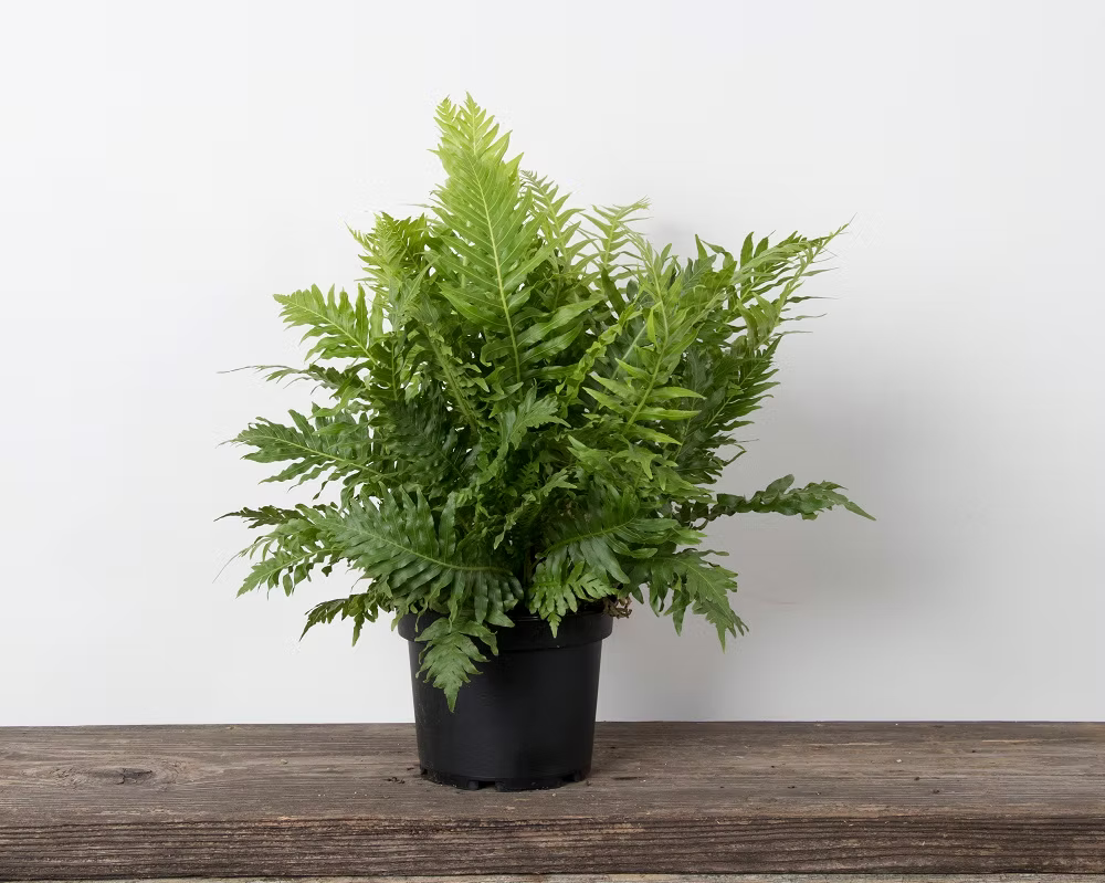 Blechnum 'Silver Lady Fern'