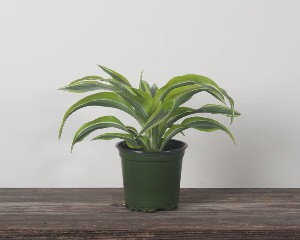 Warneckii 'Lemon Lime'