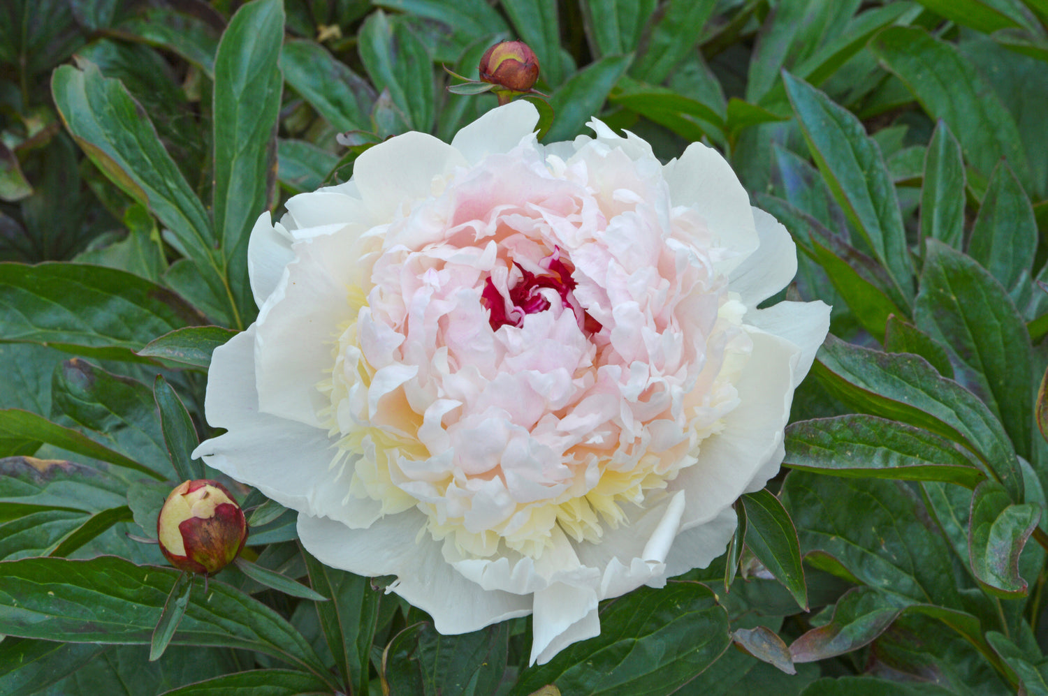 Peony 'Mme. de Verneville'