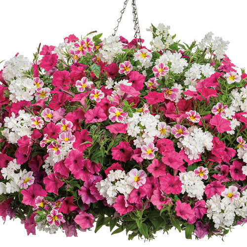 Calibrachoa 'Superbells® Holy Cow!'