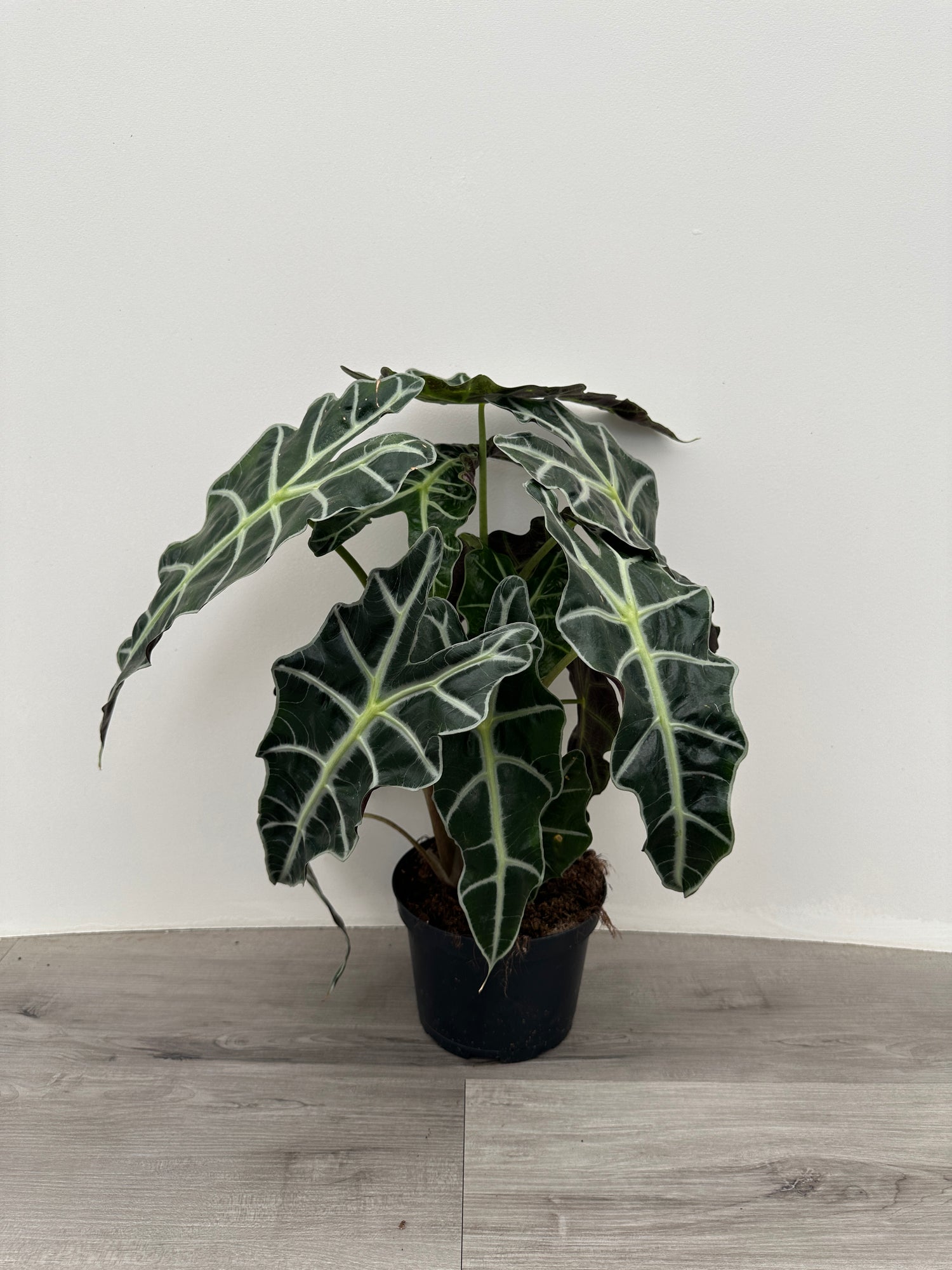 Alocasia Polly