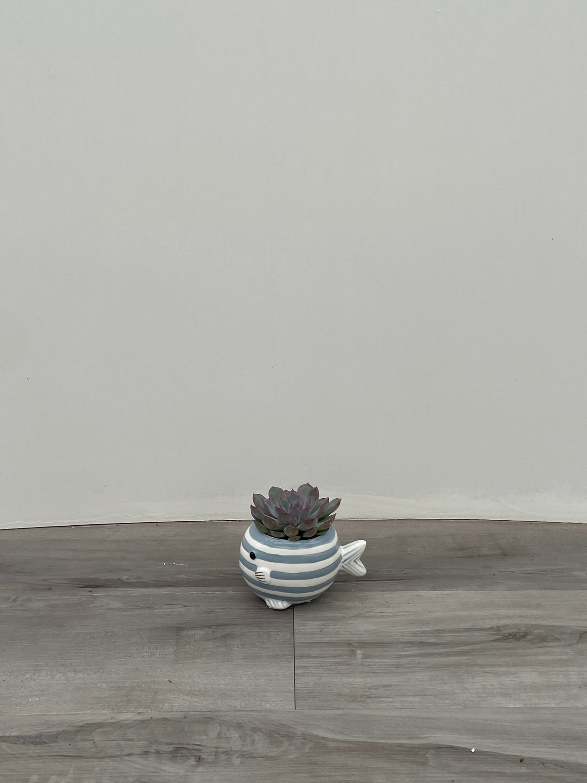 Succulent in Striped Fish 2"