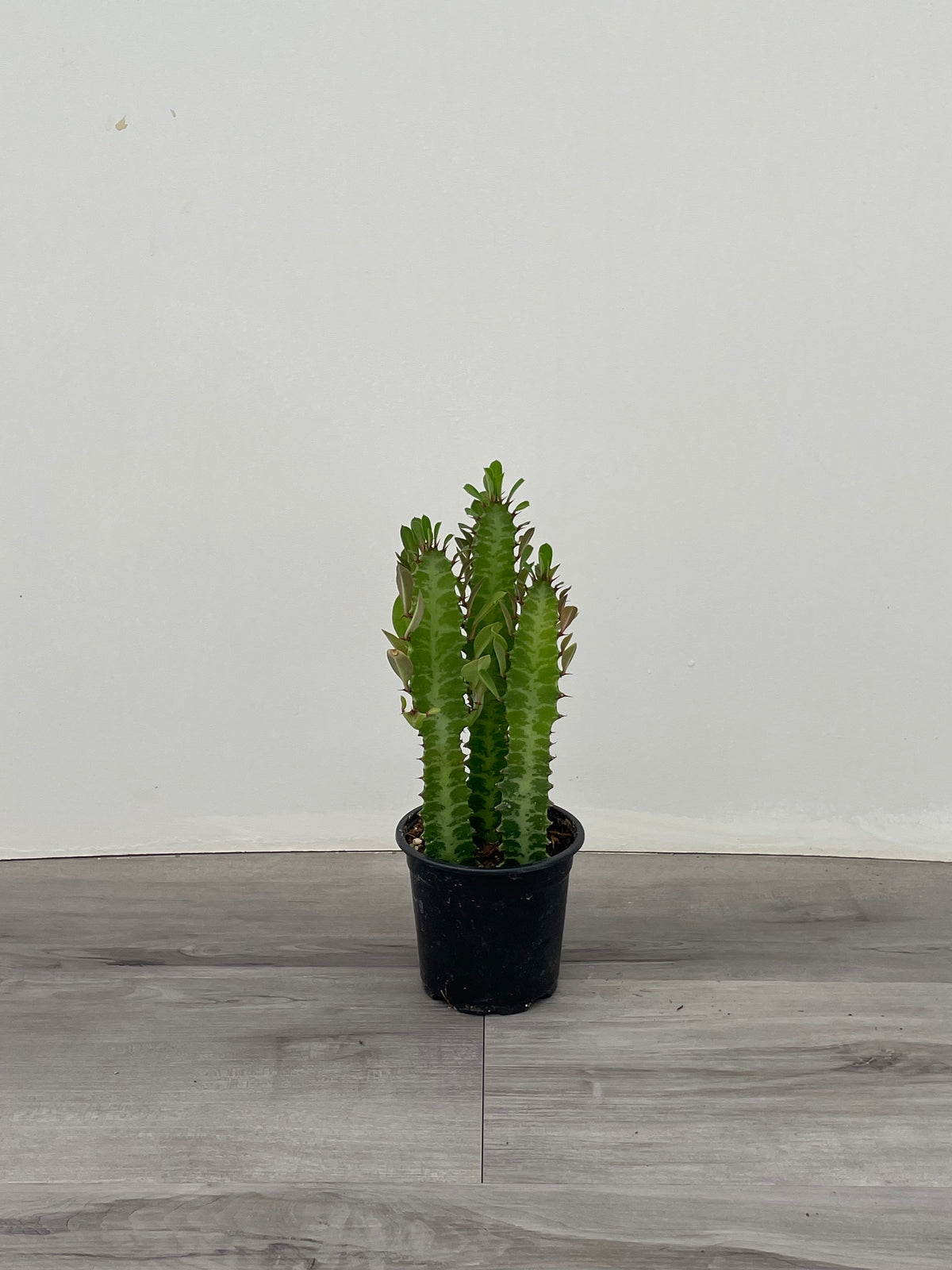 Euphorbia Trigona