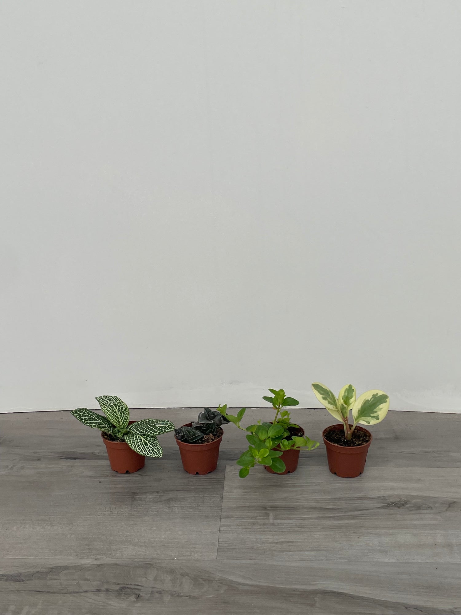Assorted 2" Tropicals