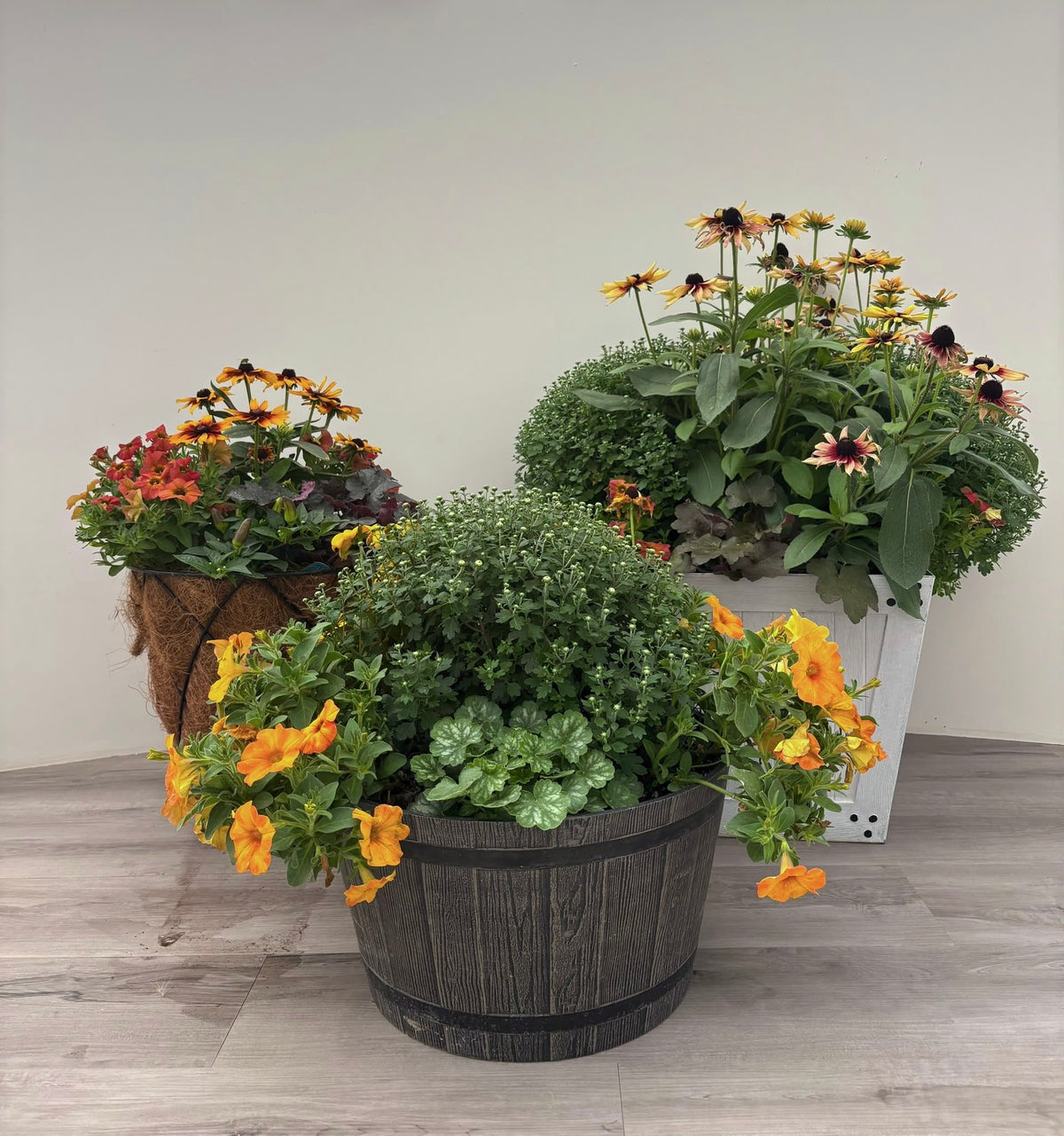 Mixed Fall Mum Planters