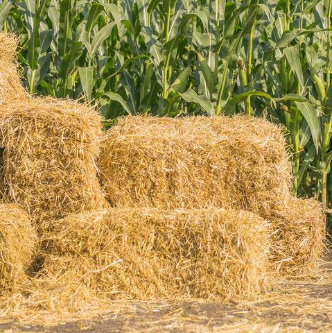Straw Bale