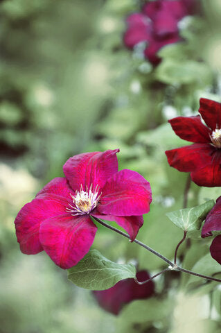 Clematis 'Rouge Cardinal'