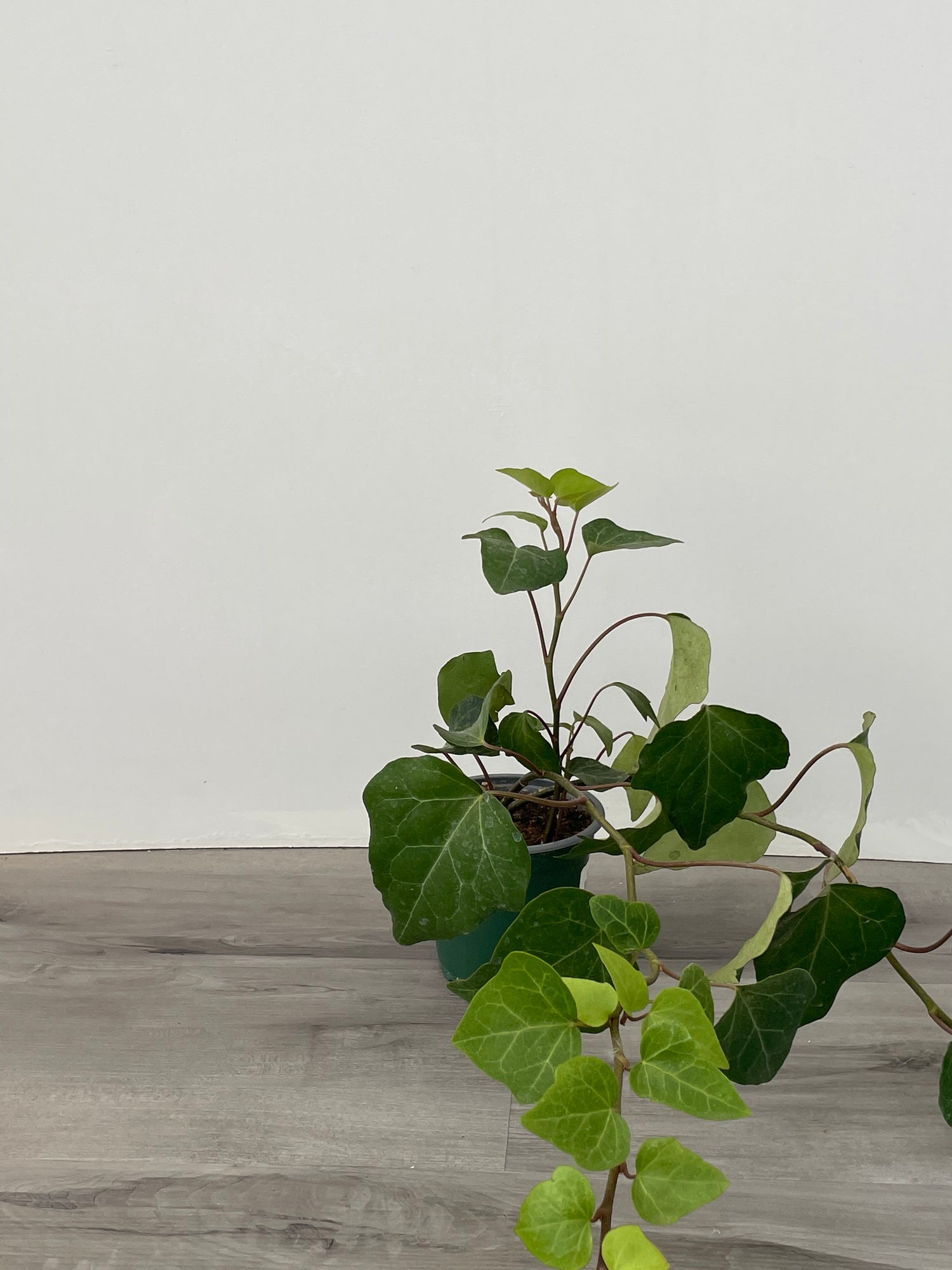 Algerian Ivy