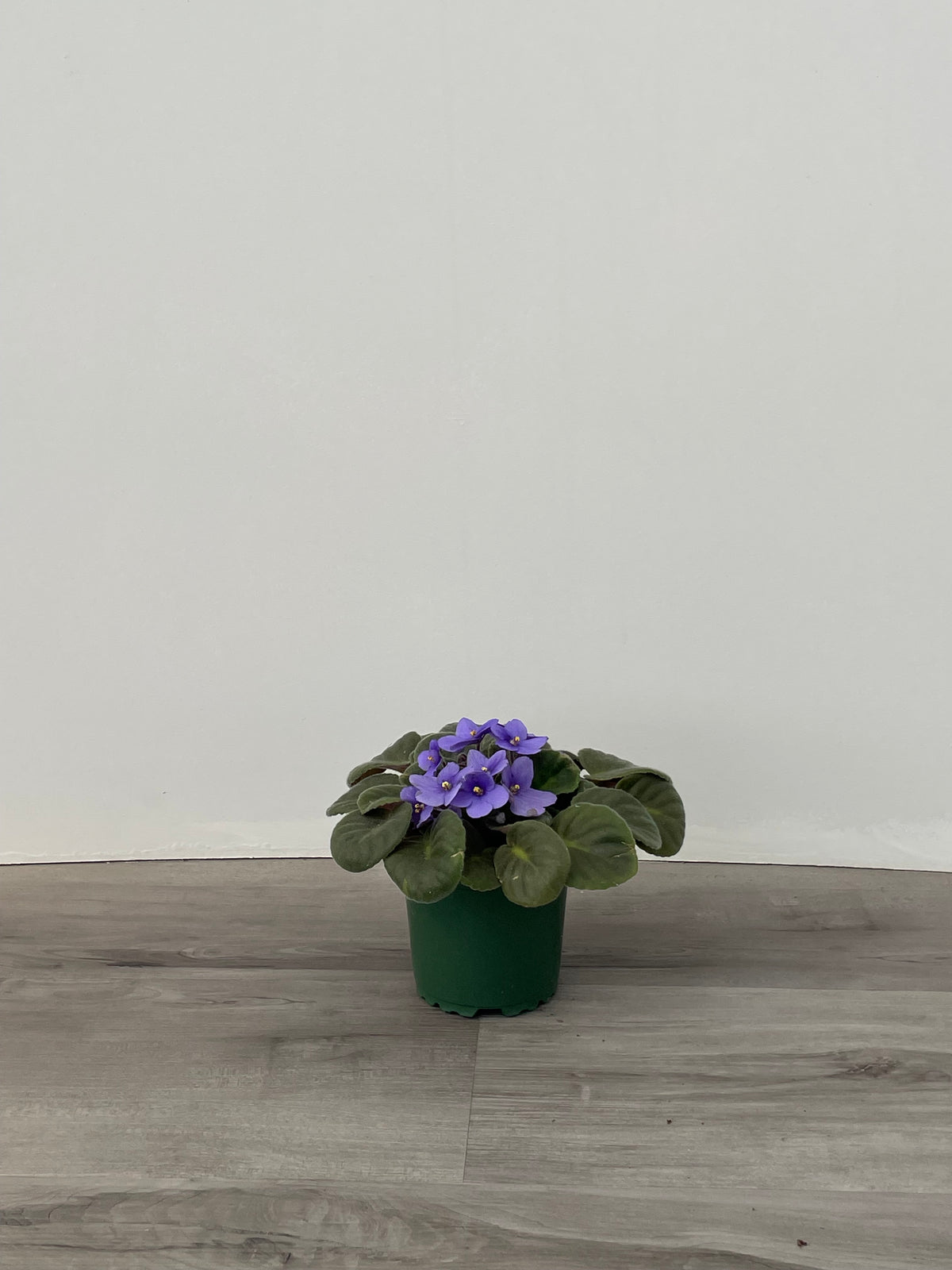 African Violet