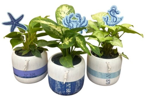 Bouy pot w/ plant