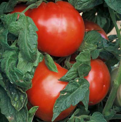 506 Bush Tomato
