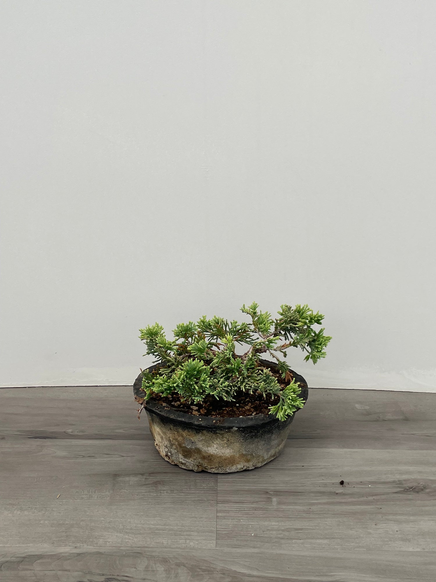 Dwarf Conifer - Bonsai