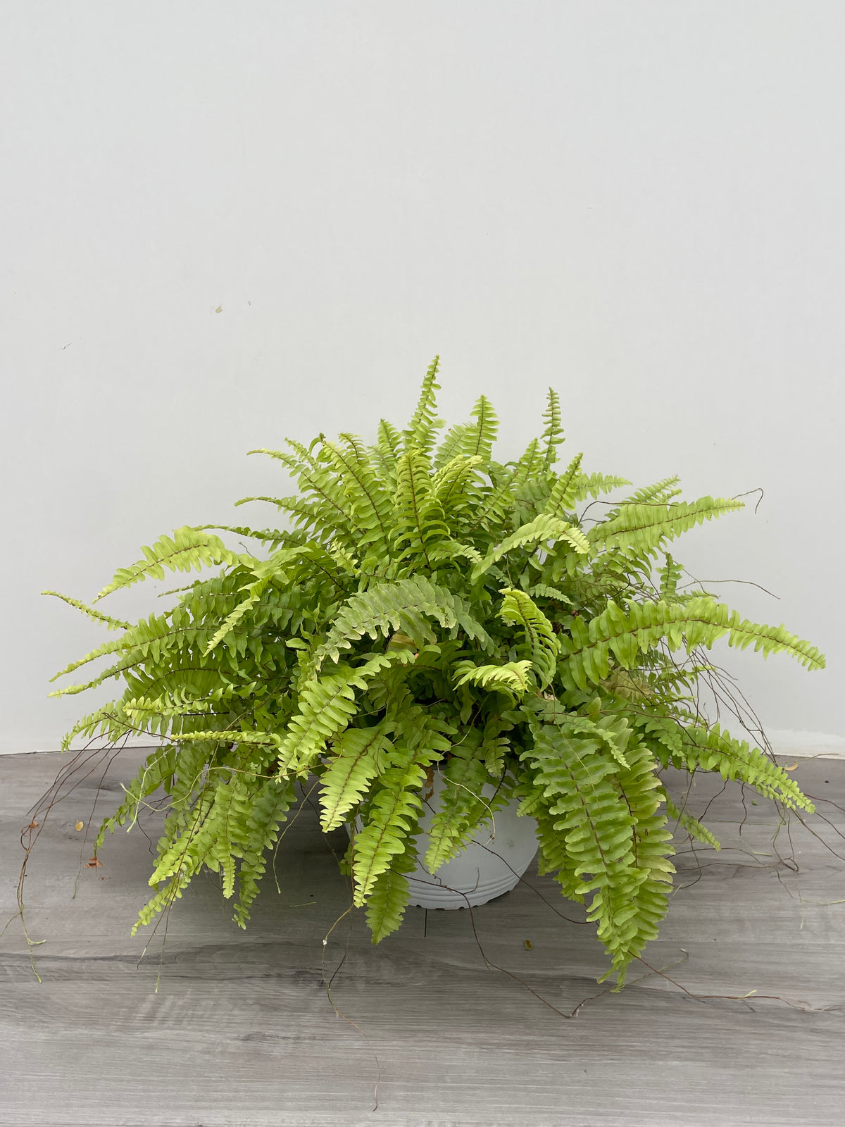 Boston Fern