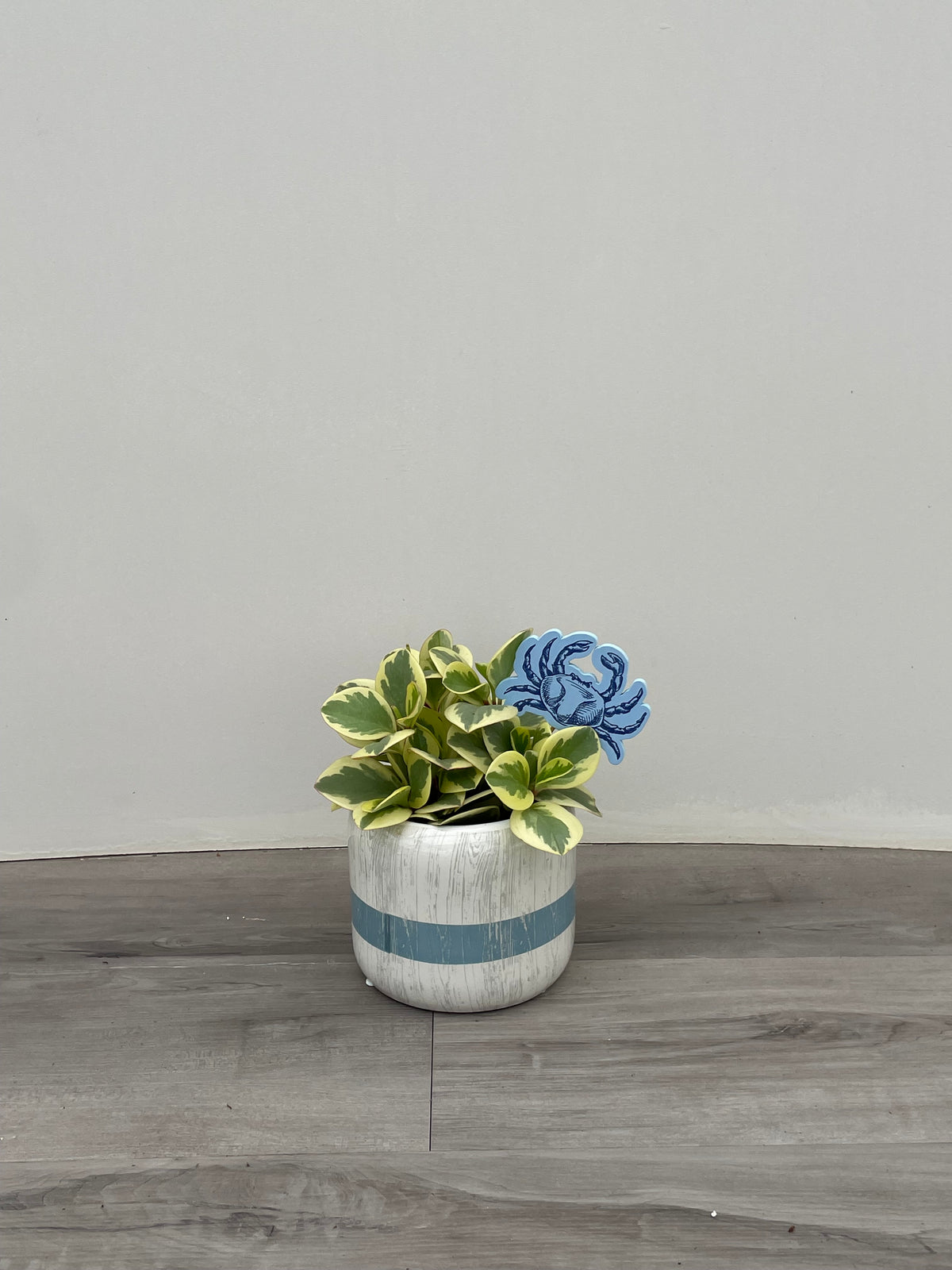 Bouy pot w/ plant