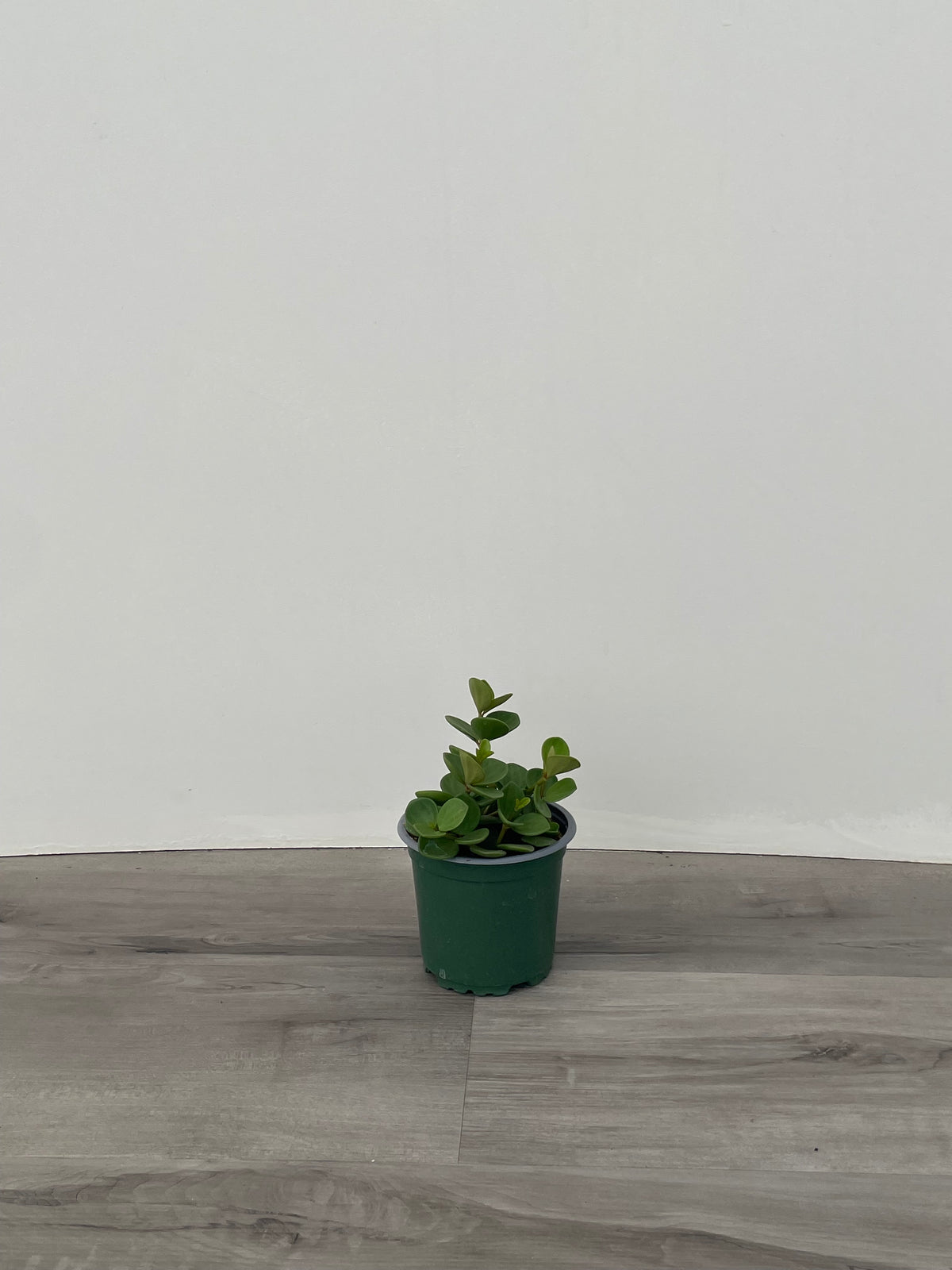 Peperomia 'Hope'