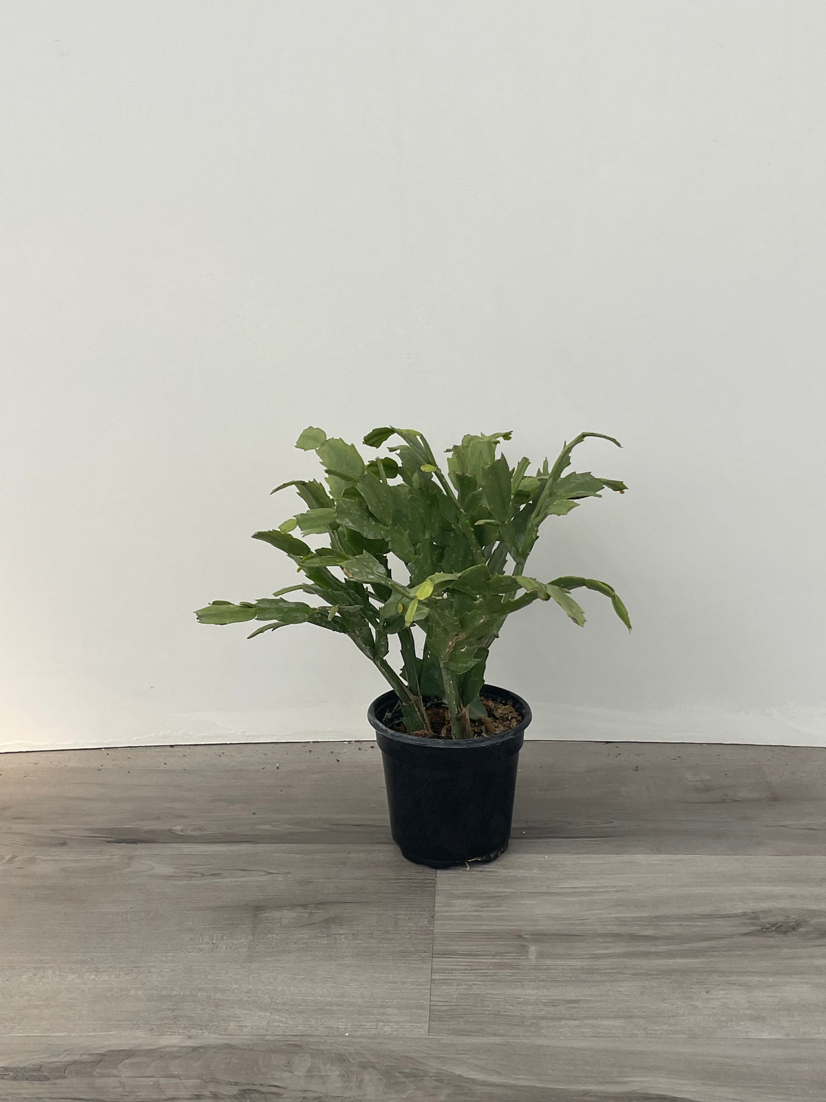 Zygo Cactus