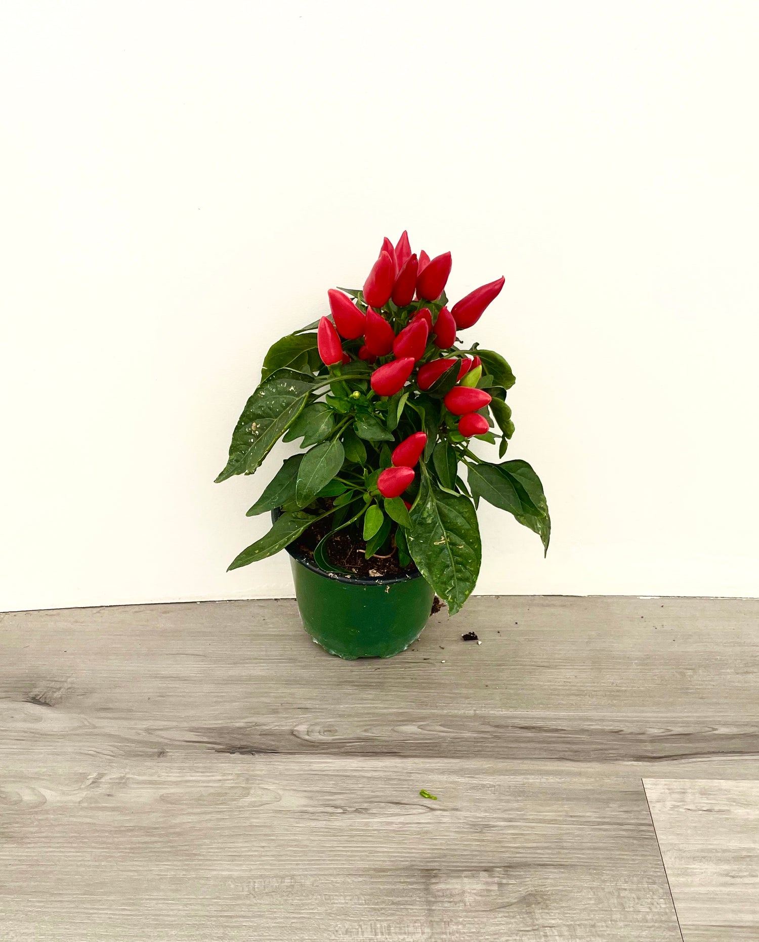 Ornamental Pepper