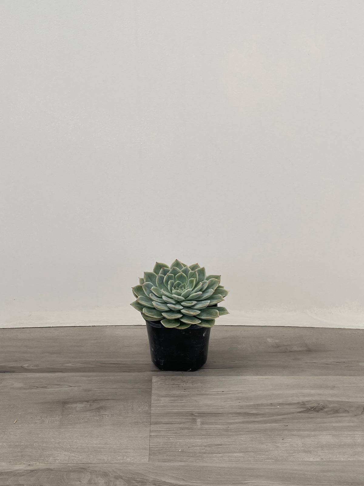 Echeveria Succulent