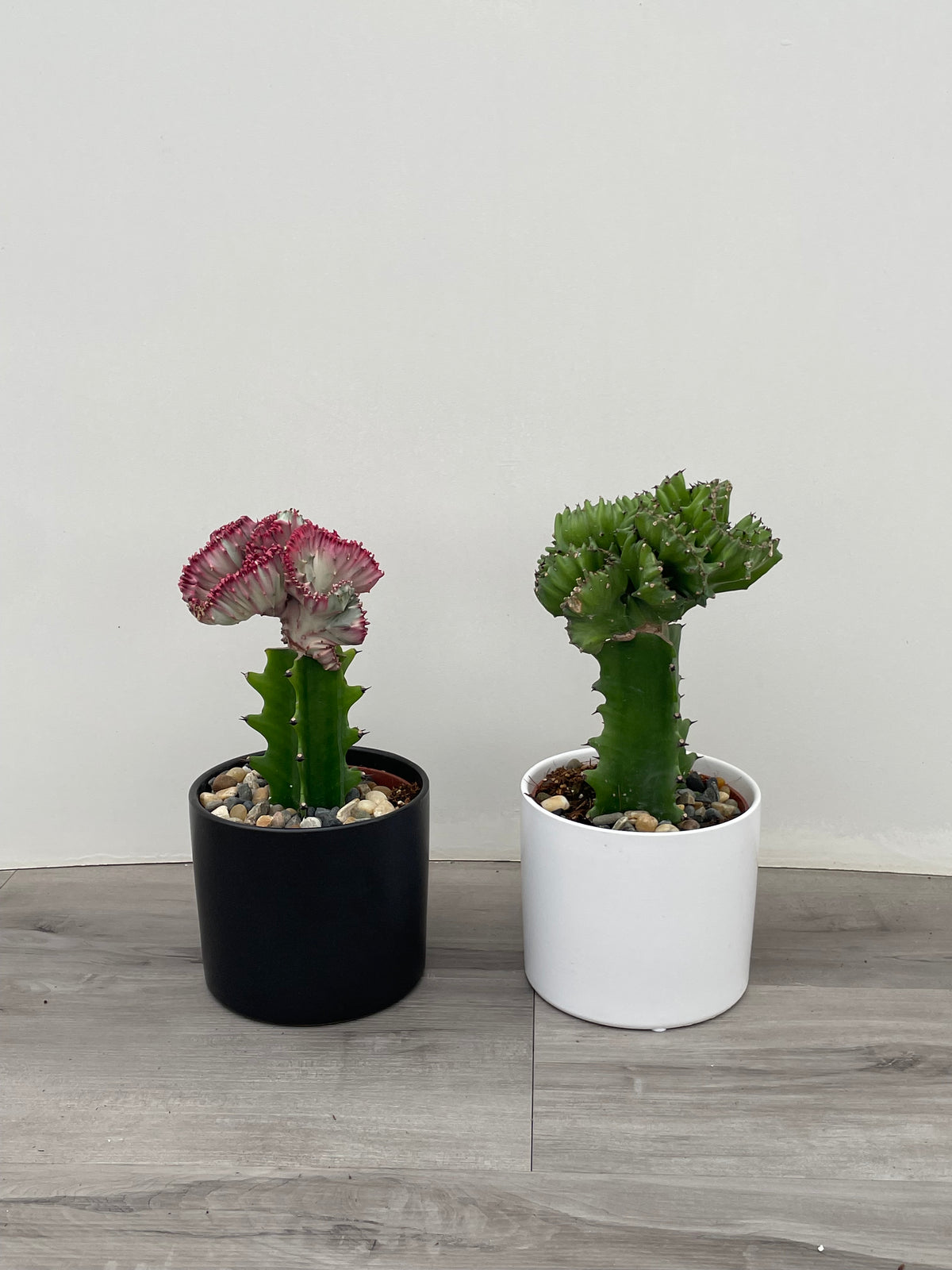Euphorbia 'Lactea'