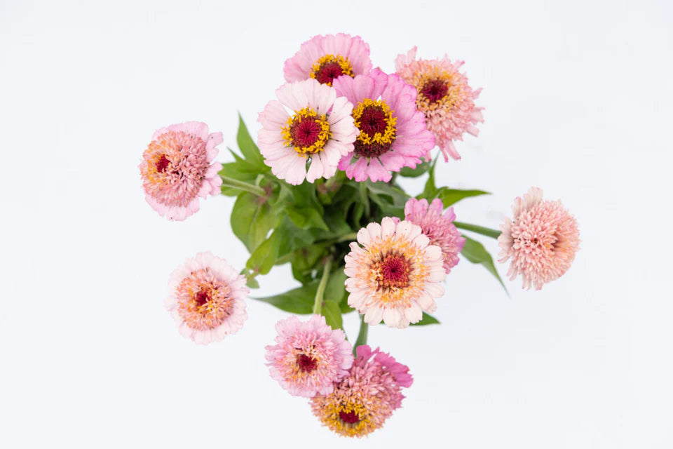 Zinderella Lilac Zinnia