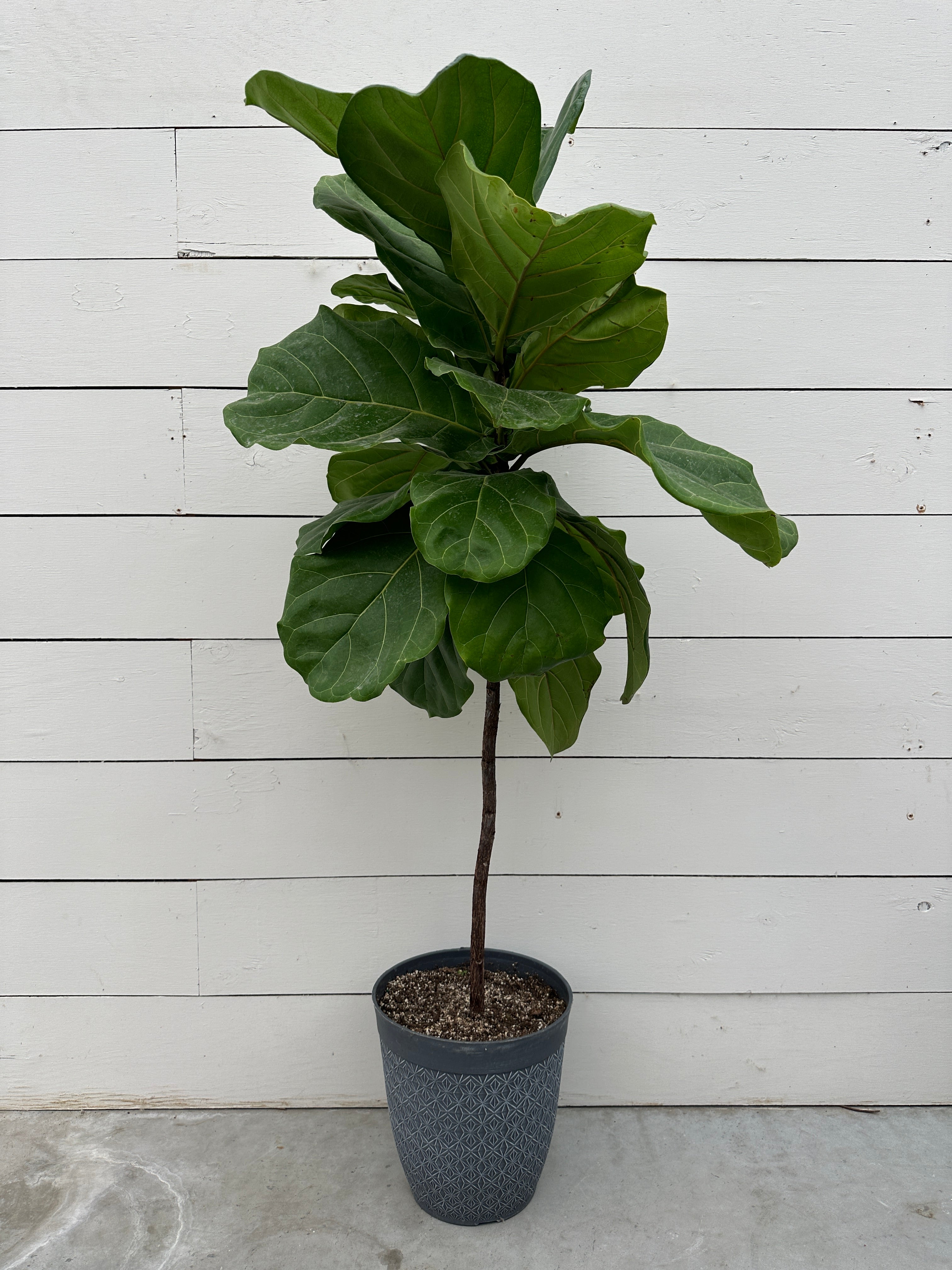 Fidde Fig Fiddle Leaf Fig – van der Meer Garden Centre
