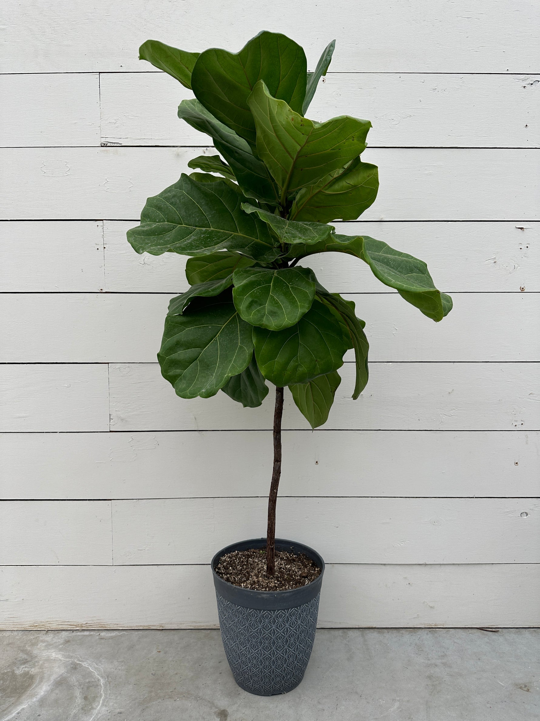 fiddle leaf fig vancouver Fiddle Leaf Fig – van der Meer Garden Centre