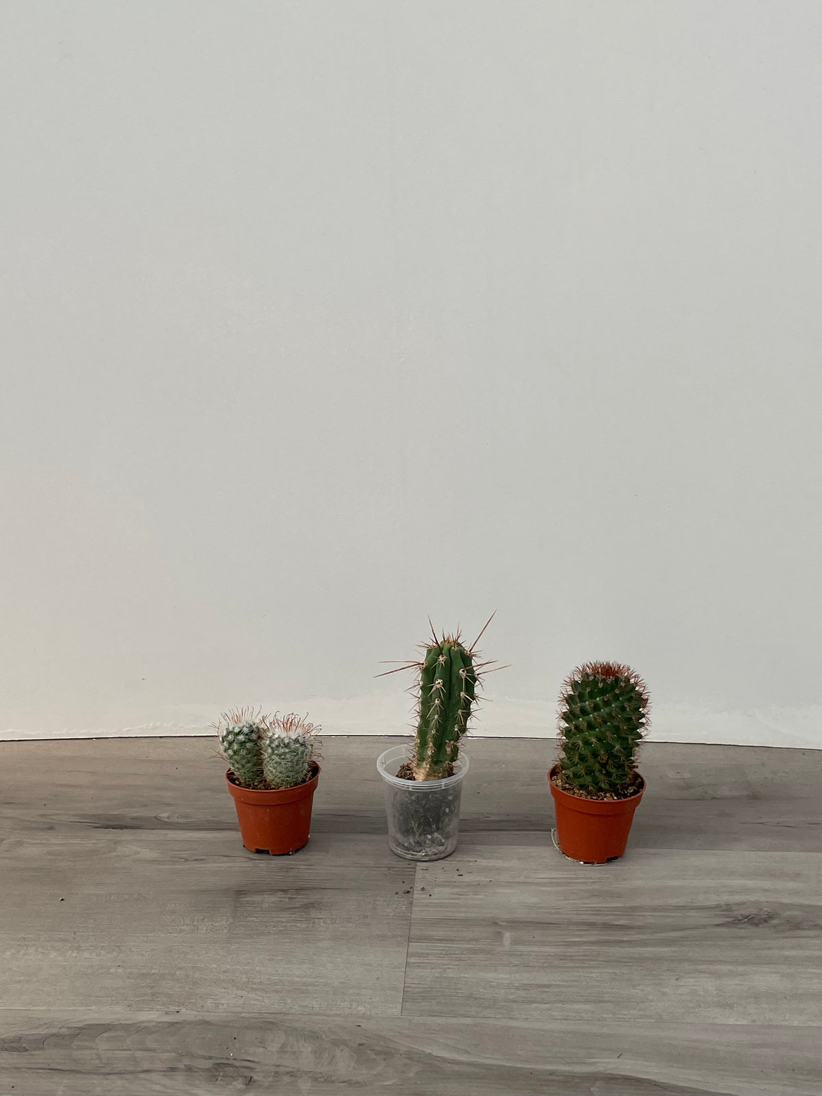 Assorted Cacti