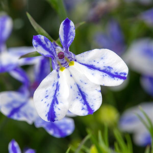 Lobelia 'Rift Blue'