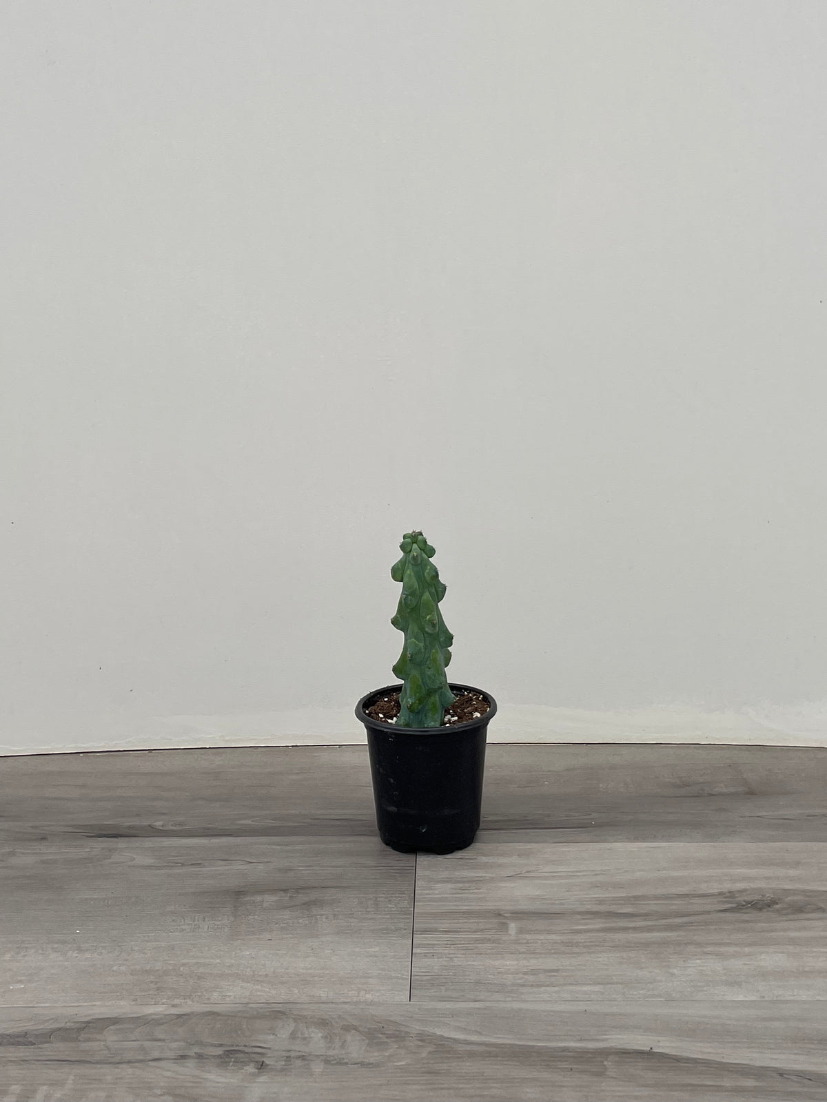 Cactus 'Fukurokuryuzinboku'. AKA Boobie