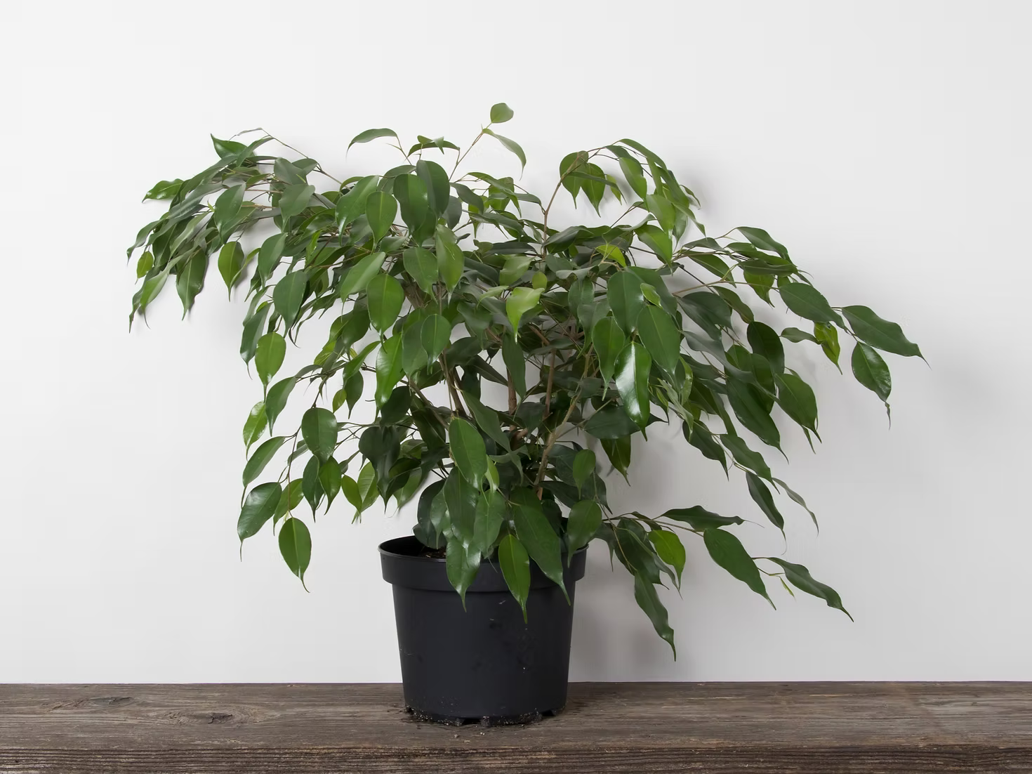 Weeping Fig