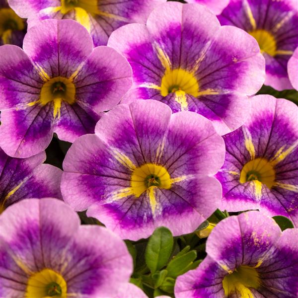 Calibrachoa 'Calilioco' Series