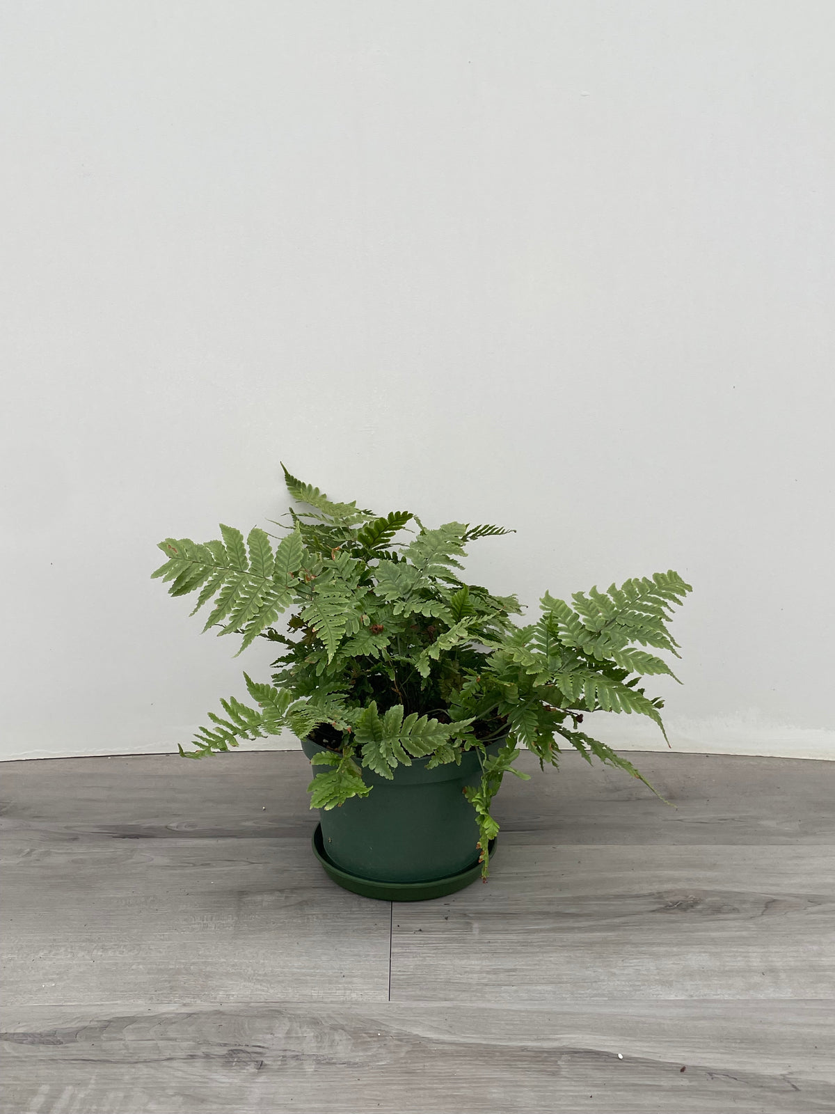 Autumn Fern 'Dryopteris erythrosora'